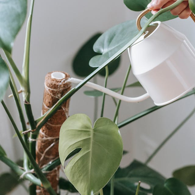 Comment protéger les fleurs de la chaleur ?